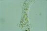 Polychaos dubium