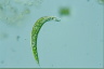 Euglena mutabilis