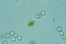 Lepocinclis ovum