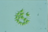 Pediastrum angulosum