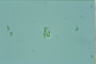 Oocystis