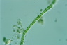 Microspora