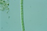 Microspora