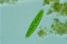 Closterium navicula