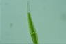 Closterium ralfsii