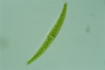 Closterium rostratum