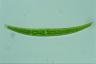 Closterium rostratum