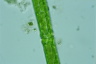 Pleurotaenium ehrenbergii