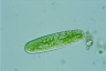 Netrium oblongum