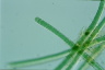 Microchaete