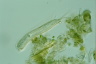 Chaetonotus zelinkai