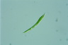 Euglena mutabilis