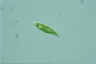 Euglena