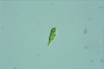 Euglena variabilis