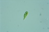 Euglena variabilis