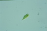 Euglena variabilis