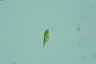 Euglena variabilis