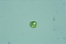 Euglena