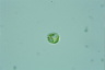 Euglena