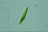 Euglena tripteris