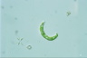 Euglena