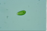 Gonyostomum semen