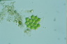 Pediastrum simplex