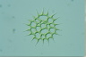 Pediastrum simplex