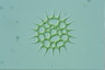 Pediastrum simplex