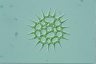 Pediastrum simplex