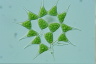 Pediastrum simplex