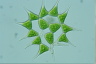 Pediastrum simplex