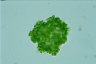 Dimorphococcus lunatus