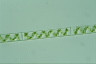 Spirogyra