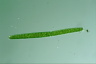 Pleurotaenium ehrenbergii