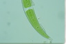 Closterium moniliferum