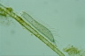 Chaetonotus