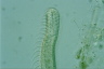 Chaetonotus