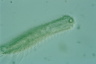 Chaetonotus