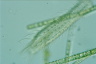 Chaetonotus