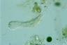 Chaetonotus