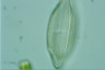 Neidium iridis