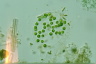 Apiocystis brauniana