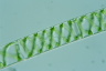 Spirogyra