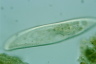 Paramecium