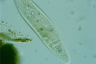 Paramecium