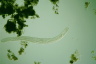 Spirostomum ambiguum