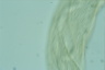 Spirostomum ambiguum