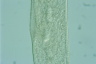 Spirostomum ambiguum