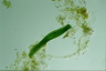 Euglena gigas